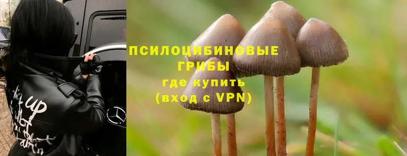 где найти   Верхоянск  Псилоцибиновые грибы Psilocybine cubensis 